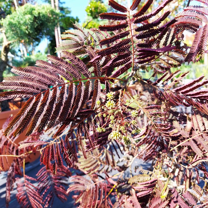 Albizia julibrissin (Albízia čokoládová) ´SUMMER CHOCOLATE´® - kont. C7L, výška 130-140 cm